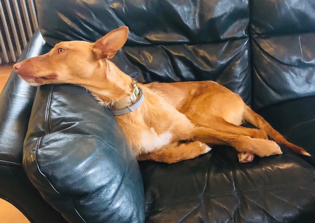 Pino en sofa